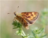 Carterocephalus silvicola - thumbnail