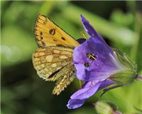 Carterocephalus silvicola - thumbnail