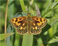 Carterocephalus silvicola - thumbnail
