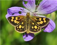 Carterocephalus silvicola - thumbnail
