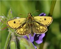 Carterocephalus silvicola - thumbnail