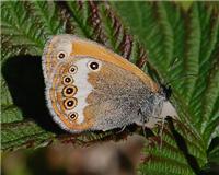 Coenonympha arcania - thumbnail