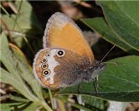 Coenonympha arcania - thumbnail