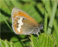 Coenonympha arcania - thumbnail