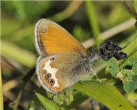 Coenonympha arcania - thumbnail