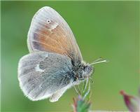 Coenonympha tullia - thumbnail