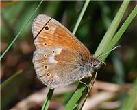 Coenonympha tullia - thumbnail