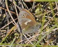 Coenonympha tullia - thumbnail