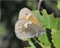 Coenonympha tullia - thumbnail