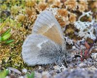 Coenonympha tullia - thumbnail