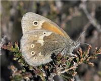 Coenonympha tullia - thumbnail