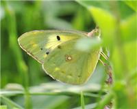 Colias crocea - thumbnail