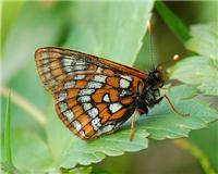 Euphydryas iduna - thumbnail