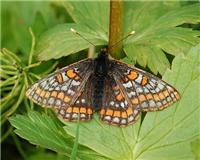 Euphydryas iduna - thumbnail