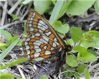 Euphydryas iduna - thumbnail