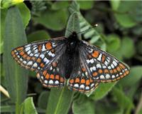 Euphydryas iduna - thumbnail