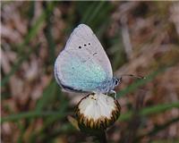 Glaucopsyche alexis - thumbnail