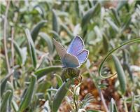 Glaucopsyche alexis - thumbnail
