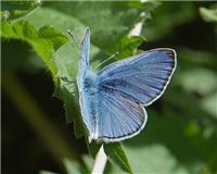 Glaucopsyche alexis - thumbnail