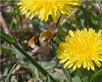 Hemaris tityus - thumbnail