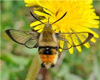 Hemaris tityus - thumbnail