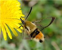 Hemaris tityus - thumbnail