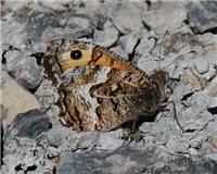 Hipparchia semele - thumbnail