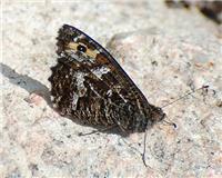 Hipparchia semele - thumbnail