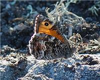Hipparchia semele - thumbnail