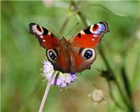 Aglais io - thumbnail