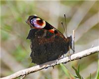 Aglais io - thumbnail