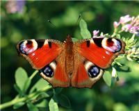 Aglais io - thumbnail