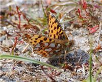 Issoria lathonia - thumbnail