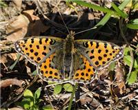 Issoria lathonia - thumbnail
