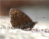 Lasiommata petropolitana - thumbnail