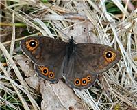 Lasiommata petropolitana - thumbnail