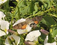 Macroglossum stellatarum - thumbnail
