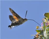 Macroglossum stellatarum - thumbnail