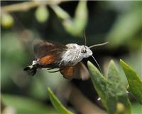 Macroglossum stellatarum - thumbnail