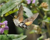 Macroglossum stellatarum - thumbnail