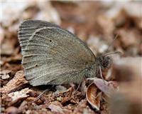 Maniola jurtina - thumbnail