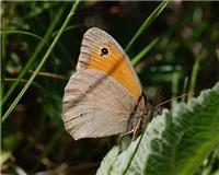 Maniola jurtina - thumbnail