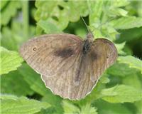 Maniola jurtina - thumbnail