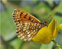 Melitaea britomartis - thumbnail
