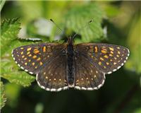 Melitaea diamina - thumbnail