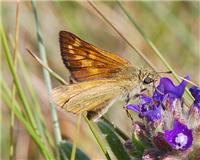 Ochlodes sylvanus - thumbnail
