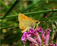 Ochlodes sylvanus - thumbnail