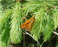 Ochlodes sylvanus - thumbnail