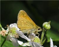 Ochlodes sylvanus - thumbnail