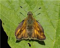 Ochlodes sylvanus - thumbnail